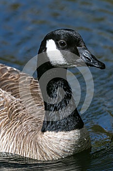 Canada Goose Floating on the Water