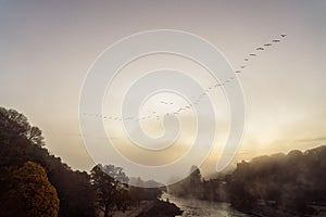 Canada Goose (Branta canadensis) flock migrating over Pitlochry, Scotland just before sunrise