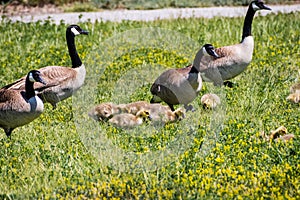 Canada Goose Branta canadensis goslings