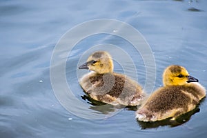 Canada Goose Branta canadensis goslings