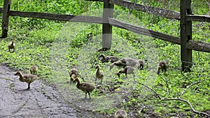 Canada goose Branta canadensis goslings