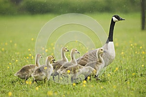 Canada Goose (Branta canadensis) with Goslings