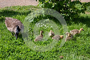 Canada Goose (branta canadensis) and goslings