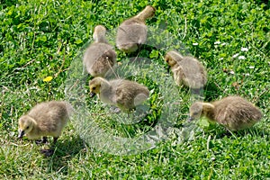 Canada Goose branta canadensis Goslings