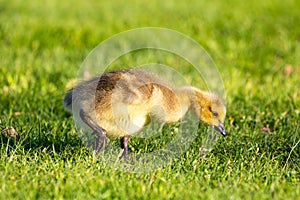 Canada goose Branta canadensis goslings eating and looking for foof in the springtime