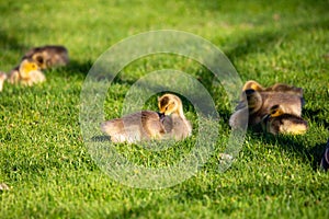 Canada goose Branta canadensis goslings at rest in Wausau, Wisconsin during the springtime