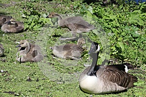 Canada goose, branta canadensis, with goslings