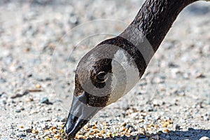 A Canada goose Branta canadensis head close up eating seeds off the path in the summer in Canada