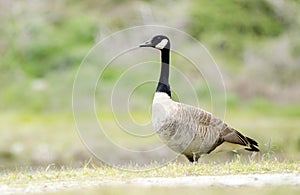 Canada Goose nest season, Walton County, GA