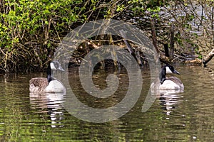 The Canada Goose, Branta canadensis at a Lake near Munich in Germany