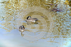 The Canada goose (Branta canadensis)is a large wild bird with a black head and neck,