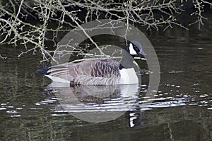 Canada Goose (Branta Canadensis) on Leeds Liverpool Canal, East Marton, Craven District, North Yorkshire, England, UK