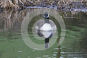 Canada Goose (Branta Canadensis) on Leeds Liverpool Canal, East Marton, Craven District, North Yorkshire, England, UK