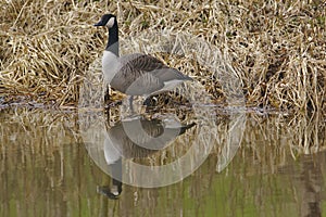 Canada Goose (Branta Canadensis) on Leeds Liverpool Canal, East Marton, Craven District, North Yorkshire, England, UK
