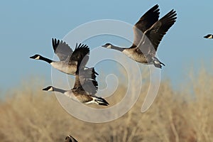 Canada goose (Branta canadensis)  New Mexico,USA