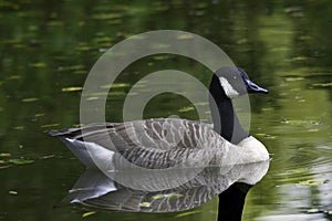 Canada Goose - Branta Canadensis -  On Salt Marsh Pond