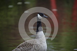 The Canada Goose (Branta canadensis) is a species of bird in the family Anatidae