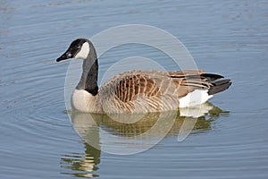 Canada Goose (Branta canadensis) Swimming