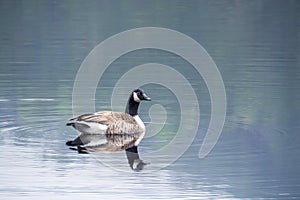 Canada Goose Branta canadensis swimming