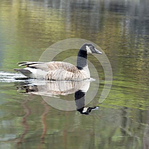 Canada Goose Branta canadensis swimming