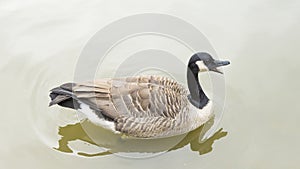 Canada goose (Branta canadensis) swimming and quacking in a pond
