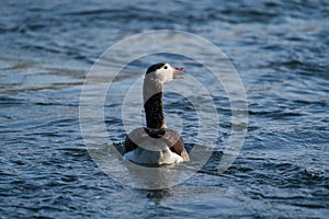 A Canada goose,Branta canadensis, is swimming in a river in springtime