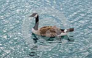 Canada Goose  Branta Canadensis Swims In The Water