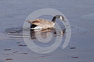 Canada goose breaking through the ice