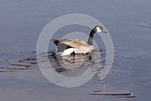 Canada goose breaking through the ice