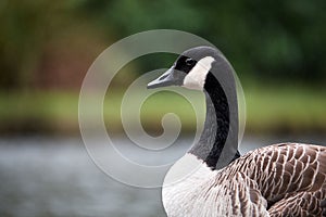 Canada goose in brecon beacons national park