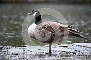 Canada goose in brecon beacons national park