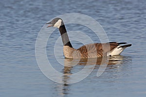Canada Goose Calling on Lake Huron