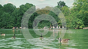 Canada Goose in Central Park