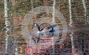 Canada Goose in a Chesapeake Bay Pand in Autumn