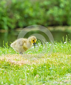 Canada goose chick