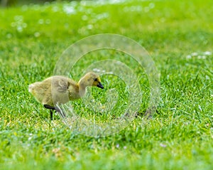 Canada goose chick