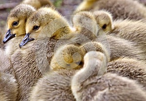 Canada Goose Chicks