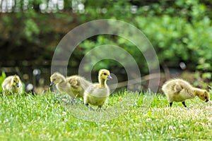 Canada goose chicks