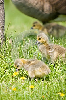 Canada Goose Chicks looking for food