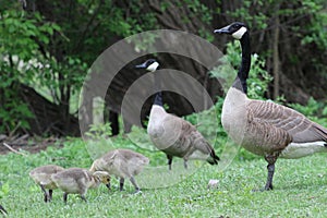 Canada goose with chicks