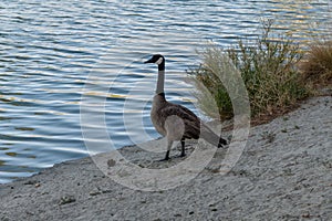 Canada goose close-up in Palm Desert, California