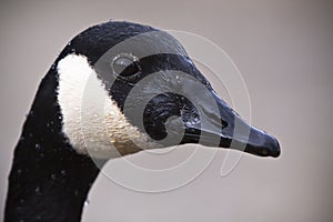 Canada Goose - Close up portrait