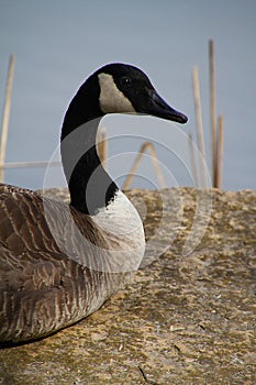 Canada Goose Close Up in Subdued Lighting II - Branta canadensis