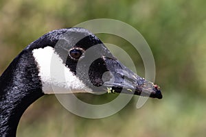 Canada Goose, closeup of head. Looking at camera.