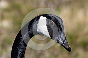 Canada Goose, closeup of head. Looking at camera.