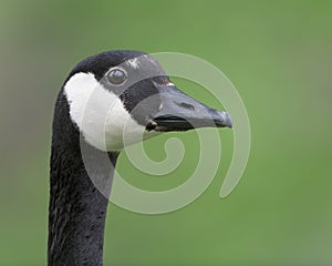 Canada goose closeup portrait