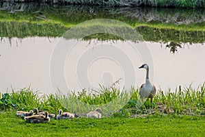 Canada Goose with clutch of goslings beside a creek on the Elmwood Golf Course in Swift Current, SK photo