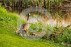 Canada Goose with clutch of goslings beside creek on the Elmwood Golf Course in Swift Current, SK photo