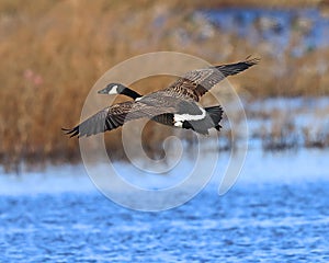 Canada Goose coming in for a landing