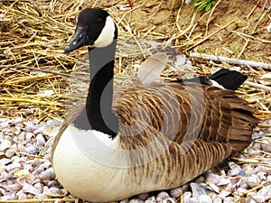 Canada Goose on Connecticut Silver Beach